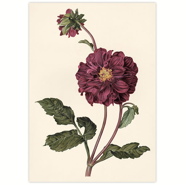 Peony