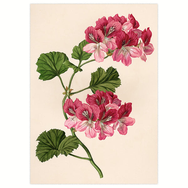 Duftpelargonie