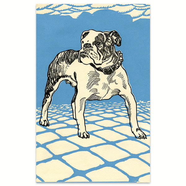 Bulldogge