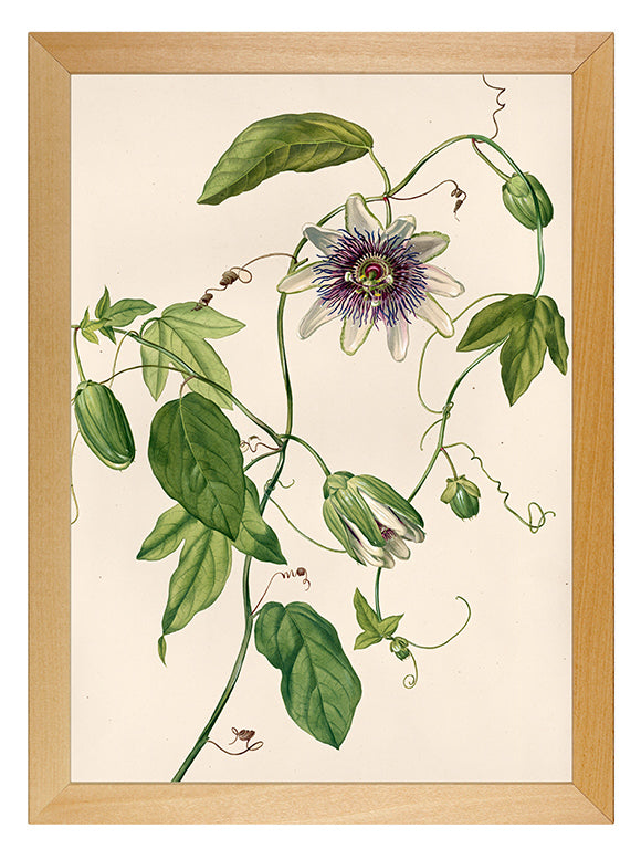 Art Print: Passionflower