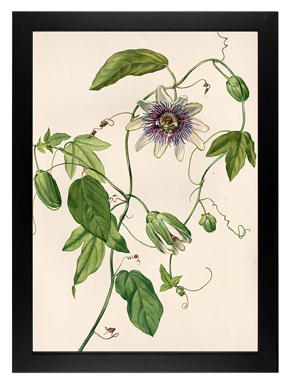 Art Print: Passionflower