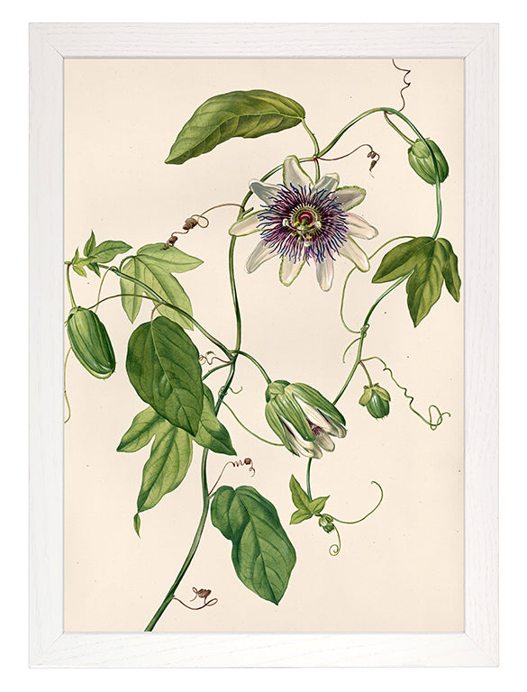 Art Print: Passionflower