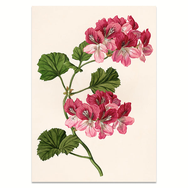 Kunstdruck: Pelargonie | Premium-Holzrahmen