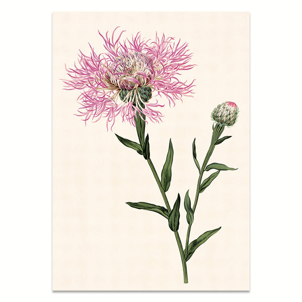 Art Print: Knapweed | Premium Wood Frame