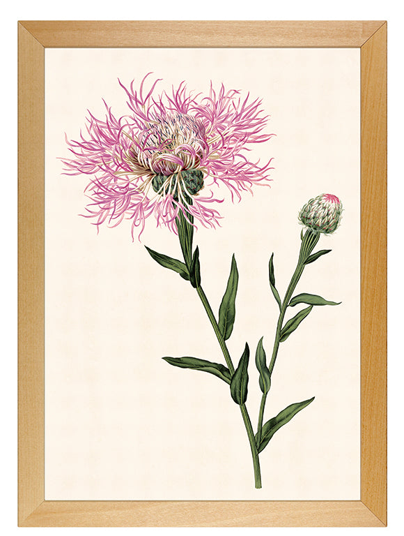 Kunstdruck: Flockenblume