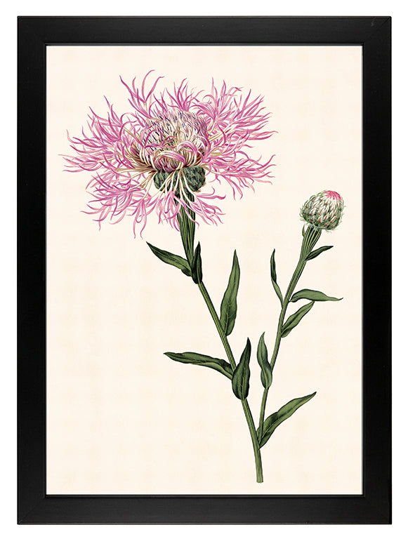 Kunstdruck: Flockenblume