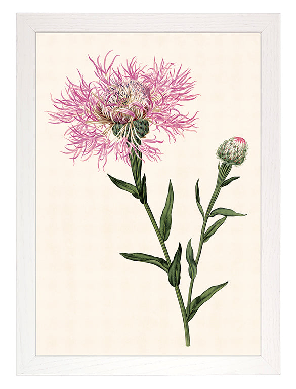 Kunstdruck: Flockenblume