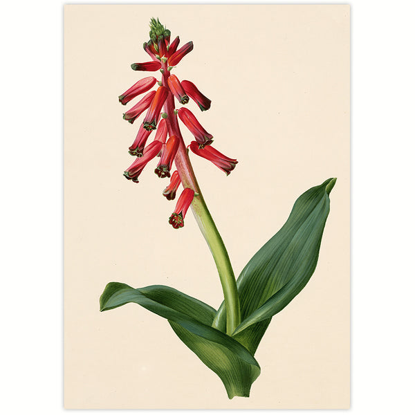 Cape flower - Lachenalia pendula 