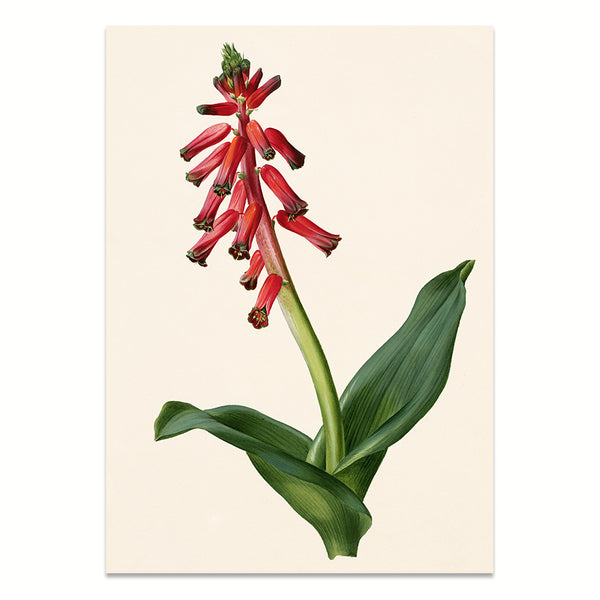 Art Print: Lachenalia | Premium Wood Frame