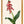Kunstdruck: Lachenalia