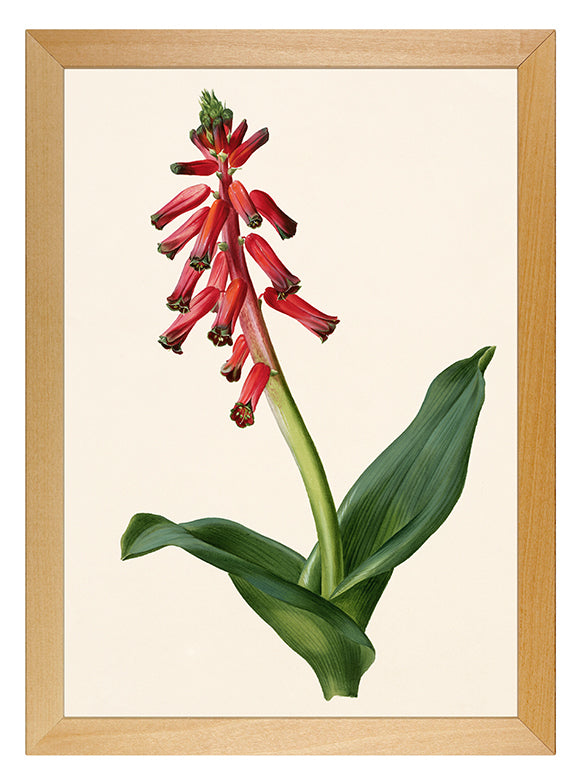 Kunstdruck: Lachenalia