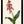 Kunstdruck: Lachenalia
