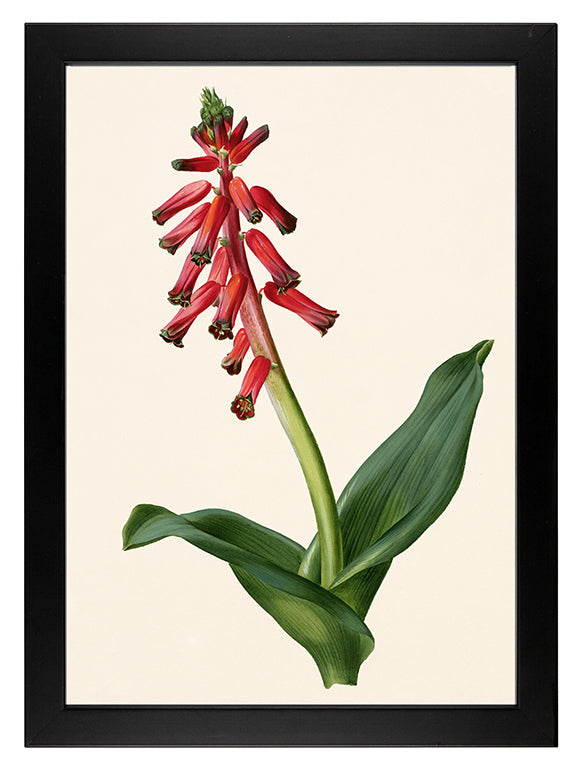 Kunstdruck: Lachenalia