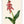Kunstdruck: Lachenalia