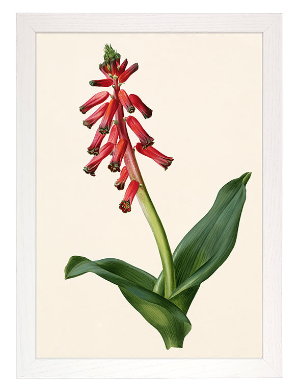 Kunstdruck: Lachenalia