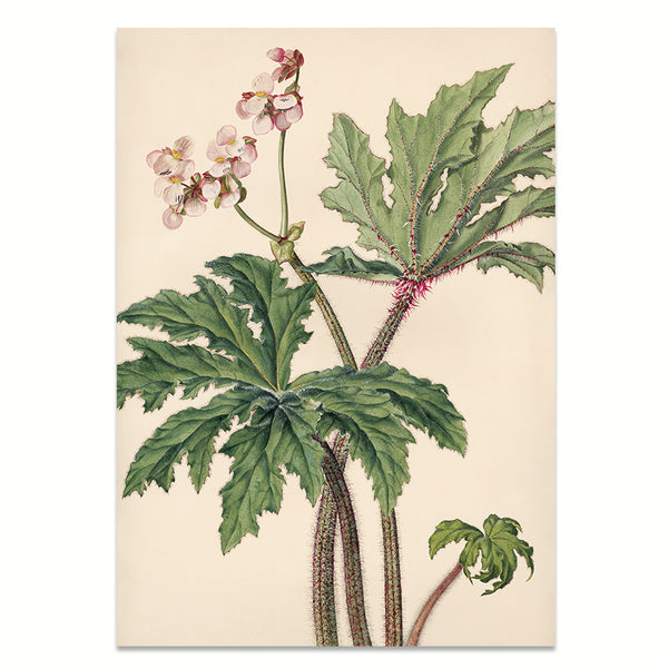 Kunstdruck: Blattbegonie