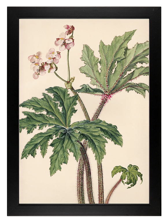 Kunstdruck: Blattbegonie