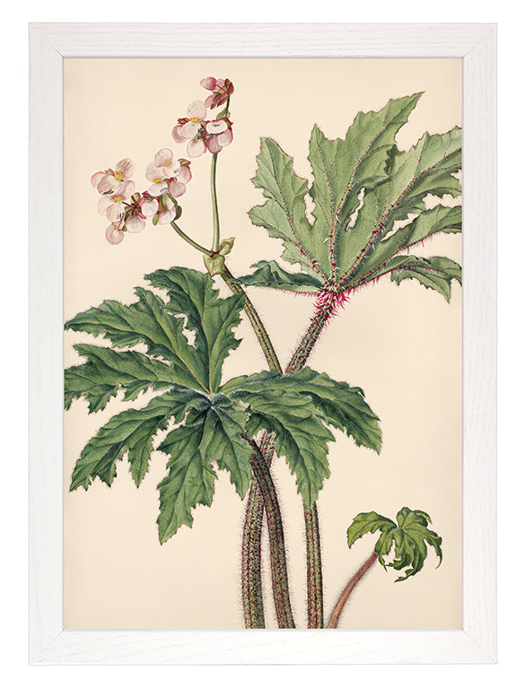 Kunstdruck: Blattbegonie