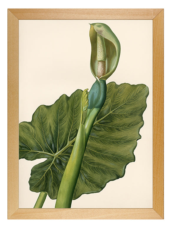 Kunstdruck: Aronstab