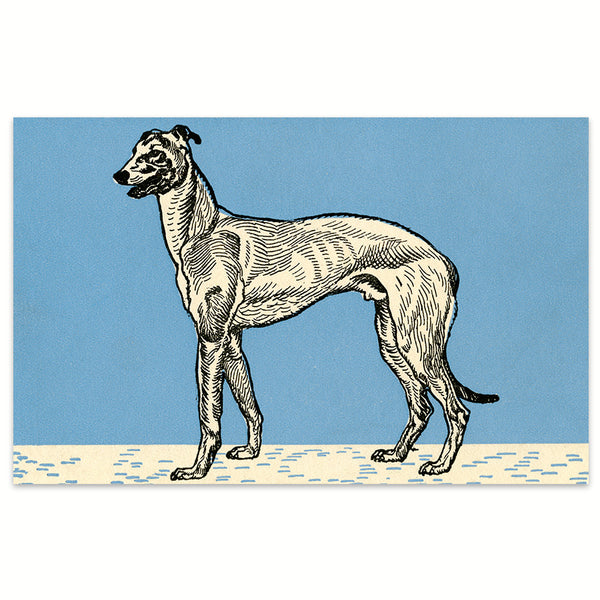 Greyhound 